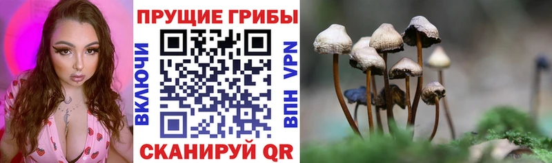 Псилоцибиновые грибы прущие грибы Куровское